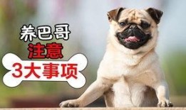 巴哥最新爆料视频播放量,揭秘背后惊人真相！